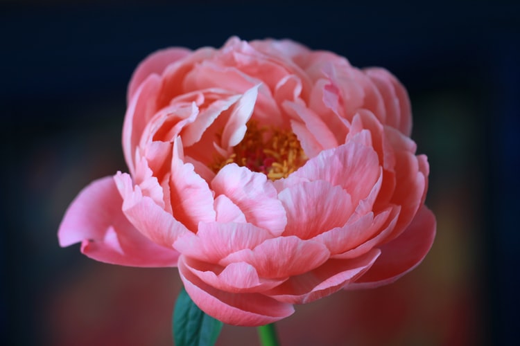 Are Peonies National Flowers in China？