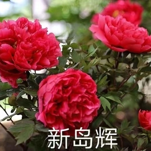 Xin Dao Hui Japanese Red Peony 2-4 Branches