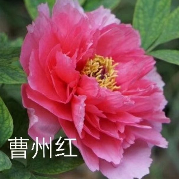 Cao Zhou Hong Chinese Red Peony 2-4 Branches