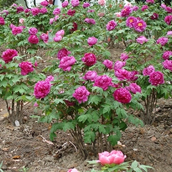 Do You Know How To Distinguish between Tree Paenoia And Peonies