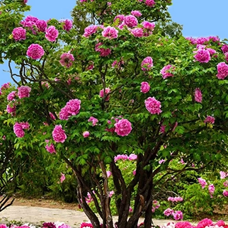 What is the Difference Between Herbaceous Peonies and Tree Peonies？