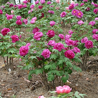  Spring Management of Peony