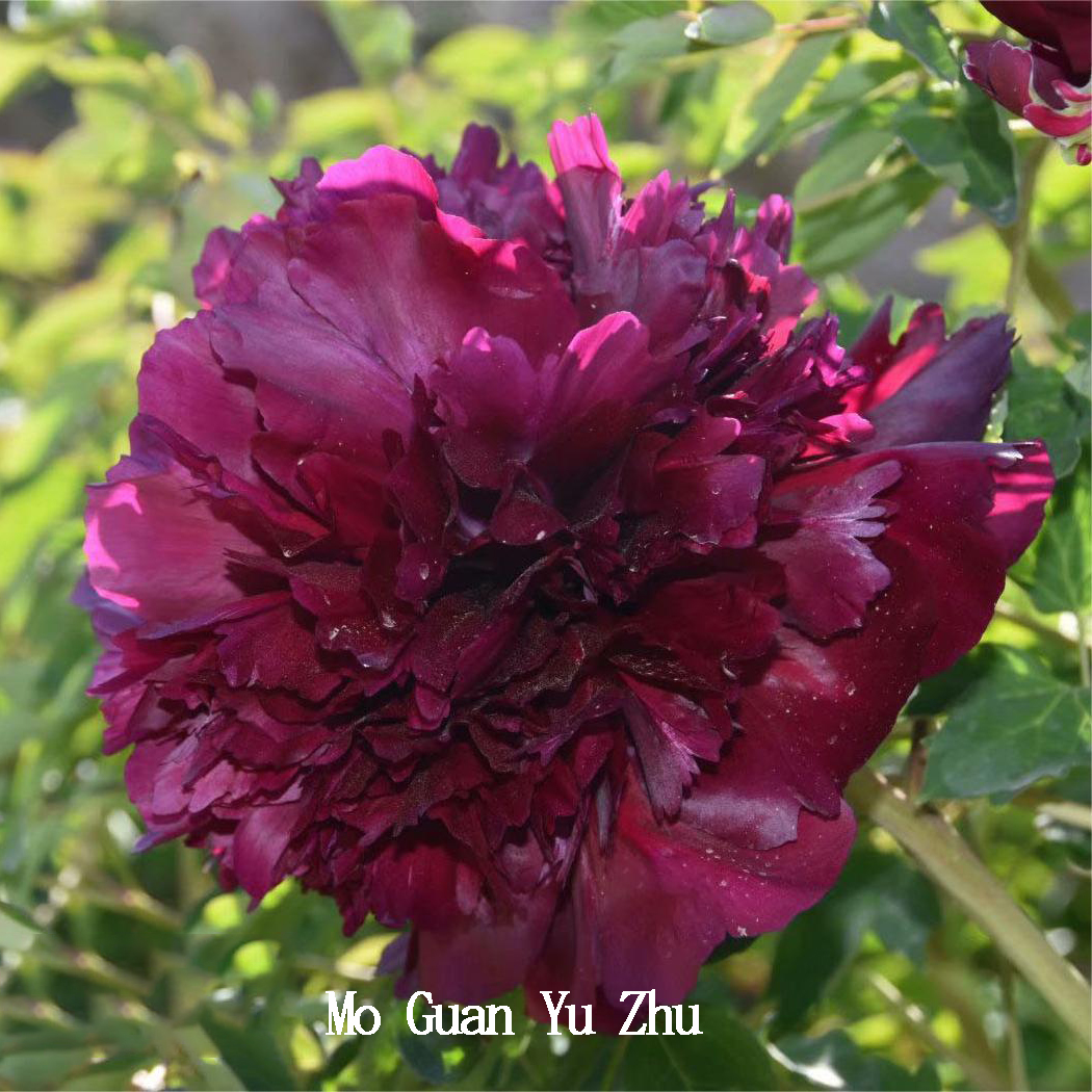 Mo Guan Yu Zhu Black Elegant Garden Peony Plant