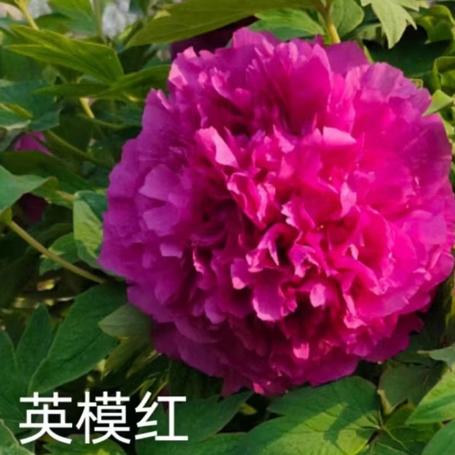 Ying Mo Hong Chinese Red Peony 2-4 Branches