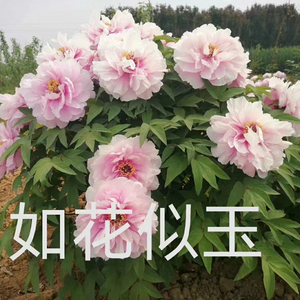 Ru Hua Si Yu Pink Peony Central Plains Peony white peony 2-4 branches