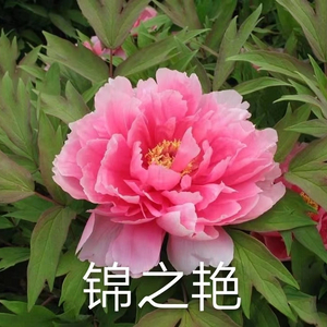 Jin Zhi Yan 2-4 Branches Pink Peony Japanese Peony