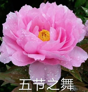 Wu Jie Zhi Wu 2-4 Branches Pink Peony Japanese Peony