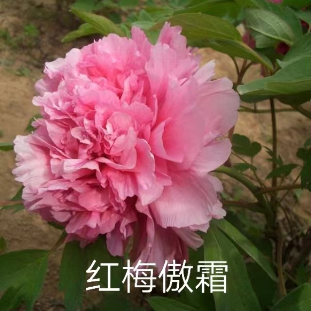 Hong Mei Ao Xue Chinese Red Peony 2-4 Branches