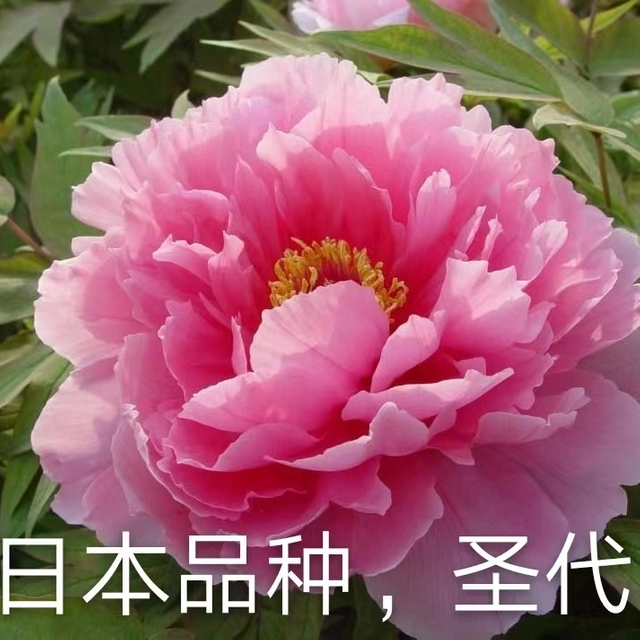Shen Dai Pink Japanese Peony White Peony 2-4 Branches