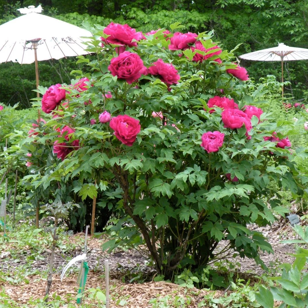 How To Cultivate Shaped Tree Peonies？