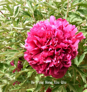 He Ping Hong Xiu Qiu Red Pretty Garden Full Grown Tree Peony