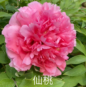 Xian Tao 2-4 Branches Pink Peony japanese peony