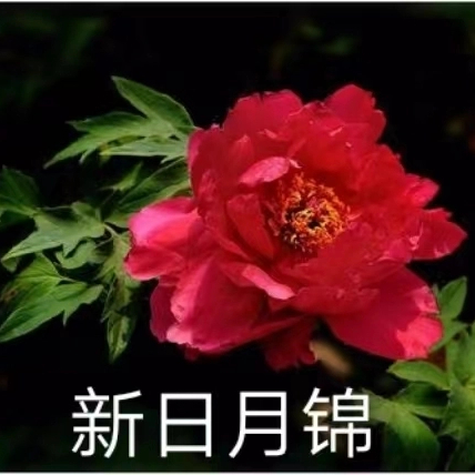 Xin Ri Yue JIn Red Japanese Peony 2-4 Branches