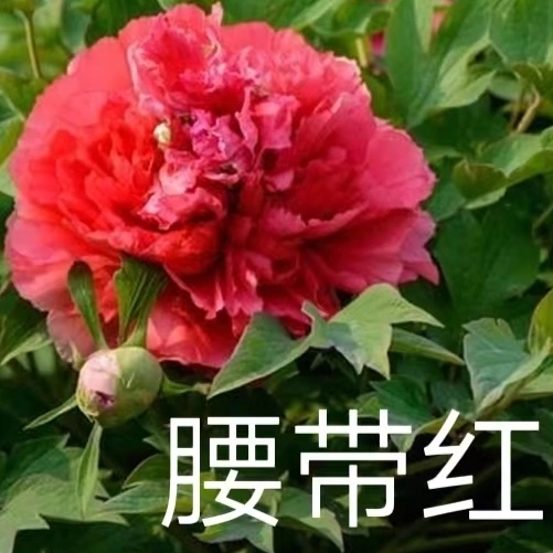 Yao Dai Hong Chinese Red Peony 2-4 Branches