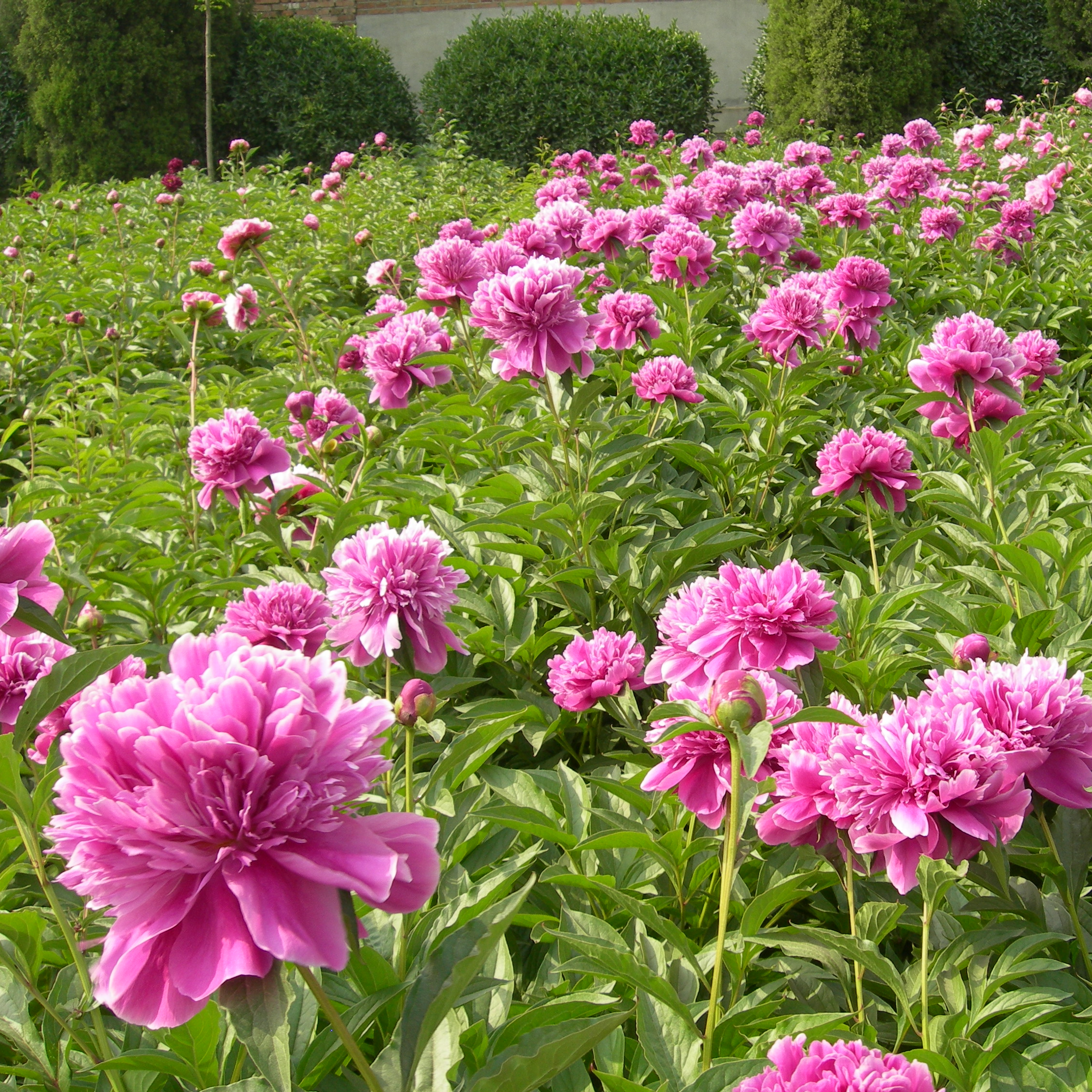  Tree Peony is One of Ten Famous Precious Flowers in China