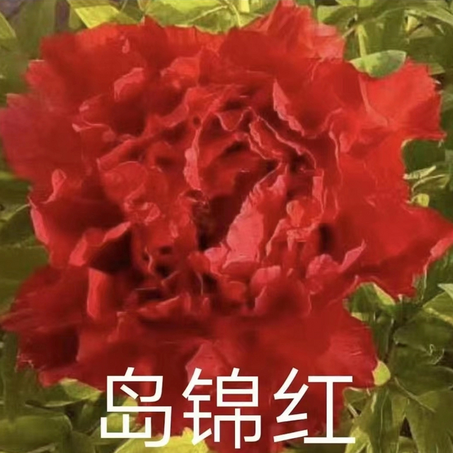 Dao Jin Hong Japanese Red Peony 2-4 Branches