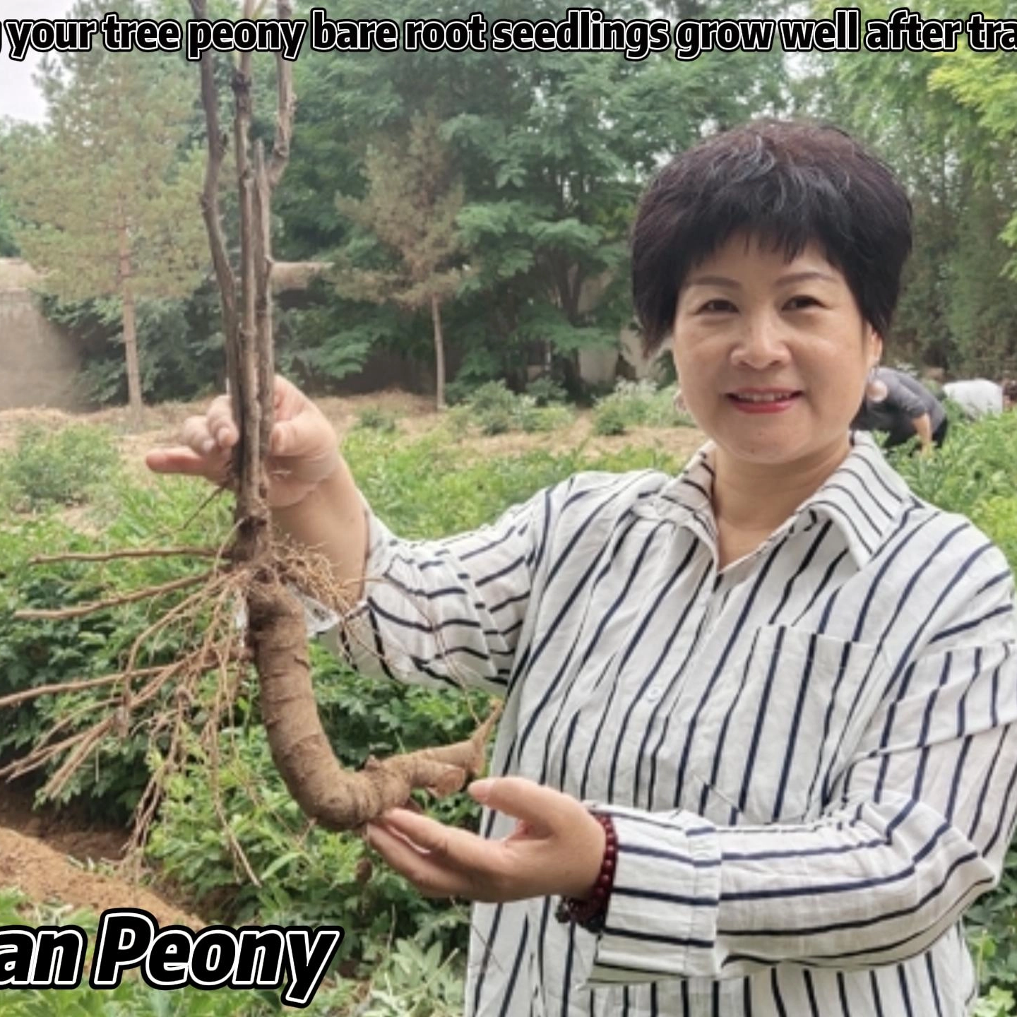 The Key To Making Your Tree Peony Bare Root Seedlings Grow Well After Transplanting!