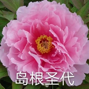 Dao Gen Sheng Dai 2-4 Branches Pink Peony