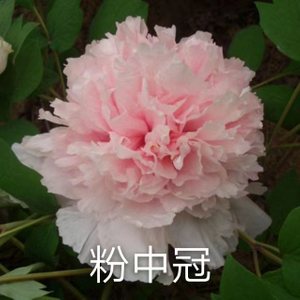 Fen Zhong Guan 2-4 Branches Pink Peony