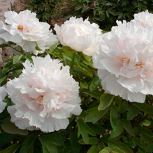 Bai Xue Ta White Quality Chinese Large Peony Bare Foot