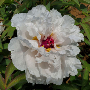 Xiang Yu Delicate Garden White Chinese Traditional Peony