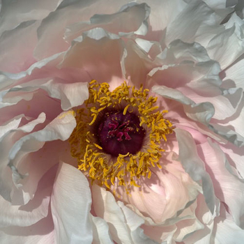 The Controversy of Peony as Chinese National Flower 