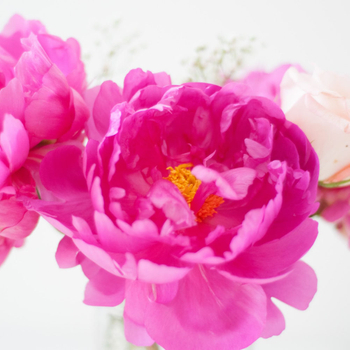 Are Peonies National Flowers in China？