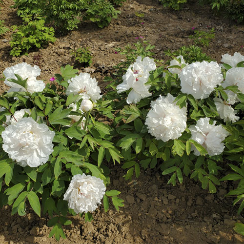 Jing Yu Early Blooming White Chinese Peony Plant