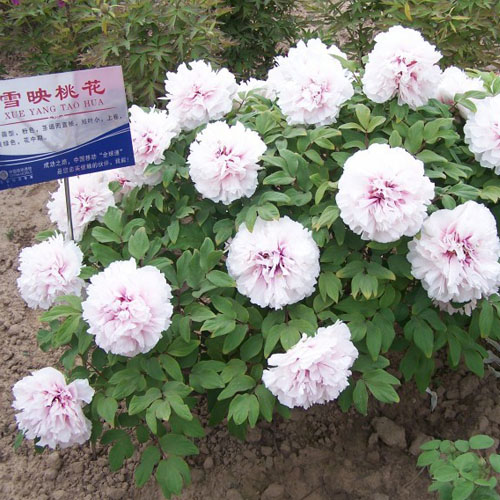Xue Ying Tao Hua Pink Wholesale Chinese Peony Plant