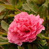 Juan Ye Hong Red Charm Chinese Traditional Peony for Garden