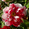Shima Rose Delicate Decor Japanese Garden Peony