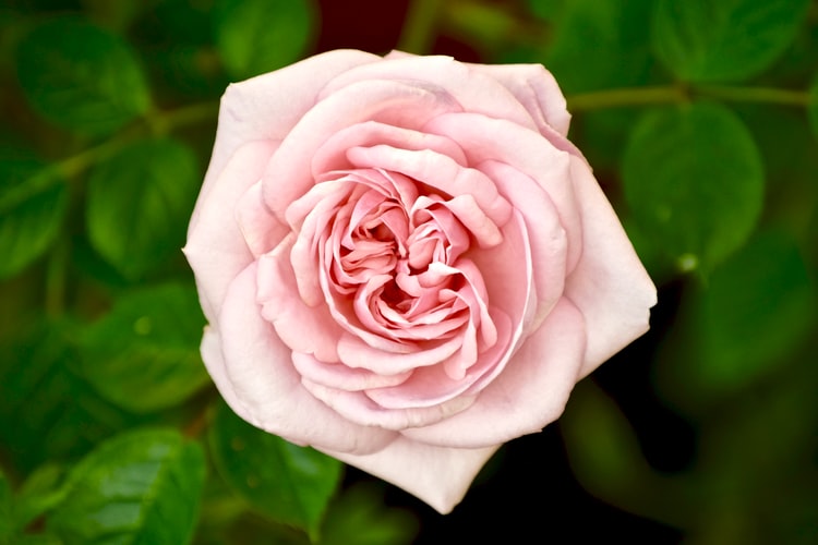 Why Doesn’t China Have National Flower？