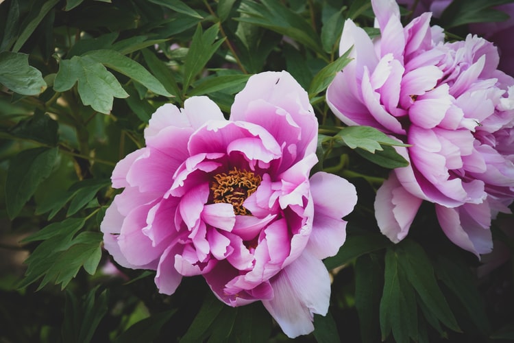 Can You Graft Peonies？
