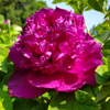 Shou An Hong Purple Charm Chinese Tree Peony Nursery