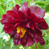 Hei Bao Balck Delicate Japanese Peony Plant