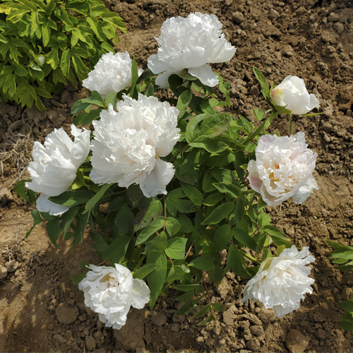 Jing Yu Early Blooming White Chinese Peony Plant