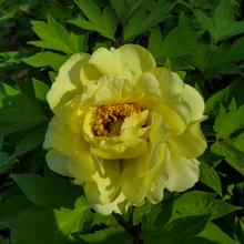 High Noon Yellow Fragrant Japanese Peony Plant