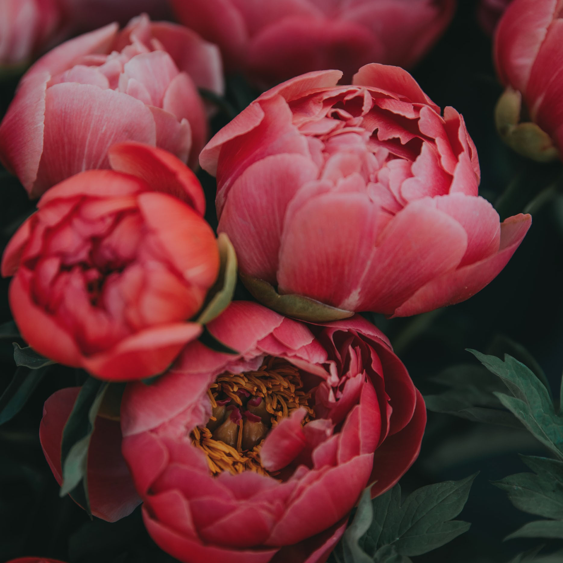 Are Herbaceous Peonies Medicinal？