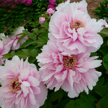 Yu Mian Tao Hua Pink Stunning Chinese Traditional Peony
