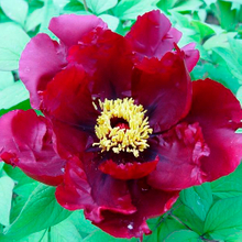 Chu Wu Balck Single Form Japanese Peony Plant