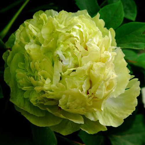Dou lv Green Special Garden Chinese Peony Plant