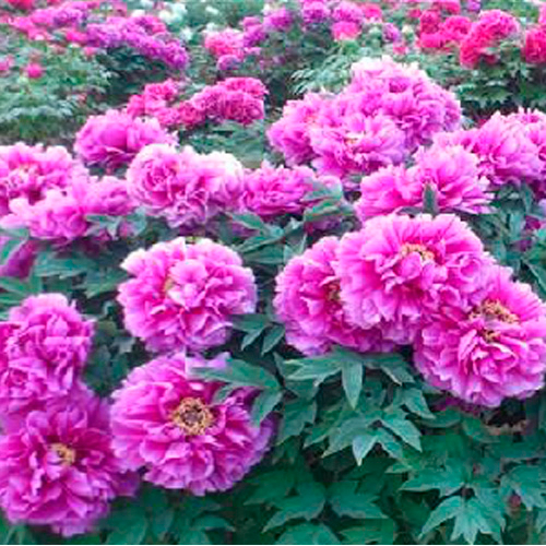 Die Yun Landscape Purple Chinese Peony Seedlings