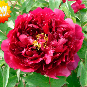 Zhu Guang Mo Run Black Garden Decor Chinese Peony Flower