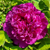 Shou An Hong Purple Charm Chinese Tree Peony Nursery