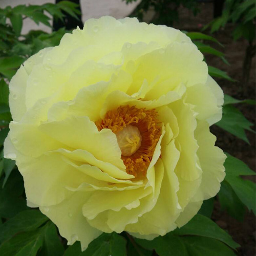 Huang Guan Quality Yellow Fragrant Japanese Peony Plant