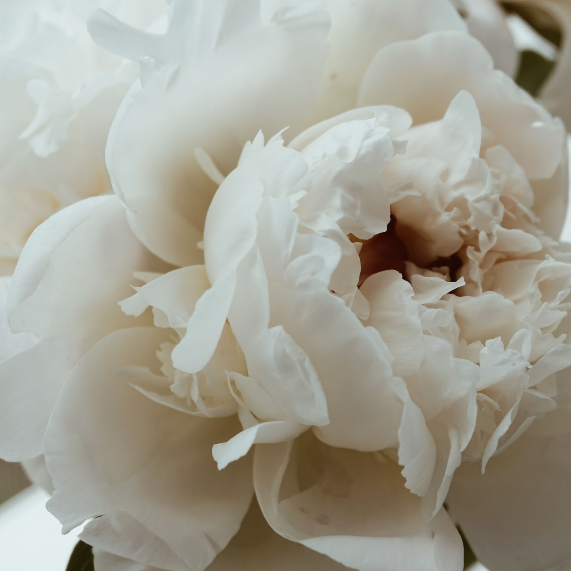 How and When to Divide Herbaceous Peonies?