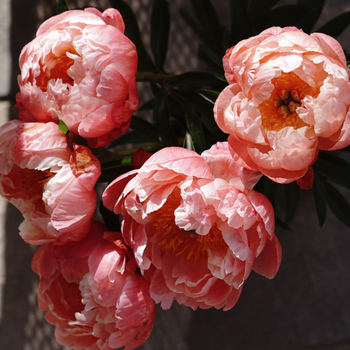 How to Grow Peony in Song Dynasty？