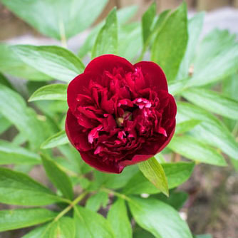 What is an Itoh Peony？