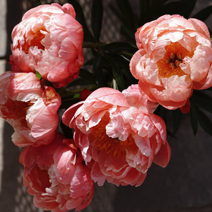  Tree Peony is One of Ten Famous Precious Flowers in China