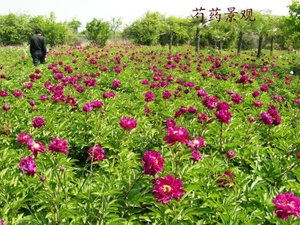  Chinese Herbaceous Peony Base 